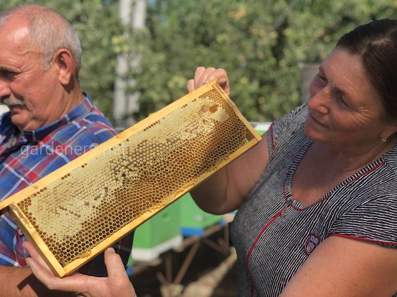 Пчела и пчеловодство