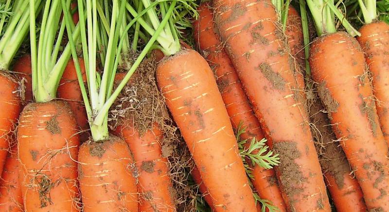 Сорта моркови для длительного хранения