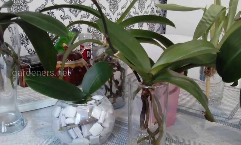 Какие смеси использовать,чтобы приготовить субстрат и посадить орхидею плейоне?