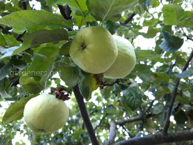 Самые распространенные болезни яблони: как увидеть и избавиться