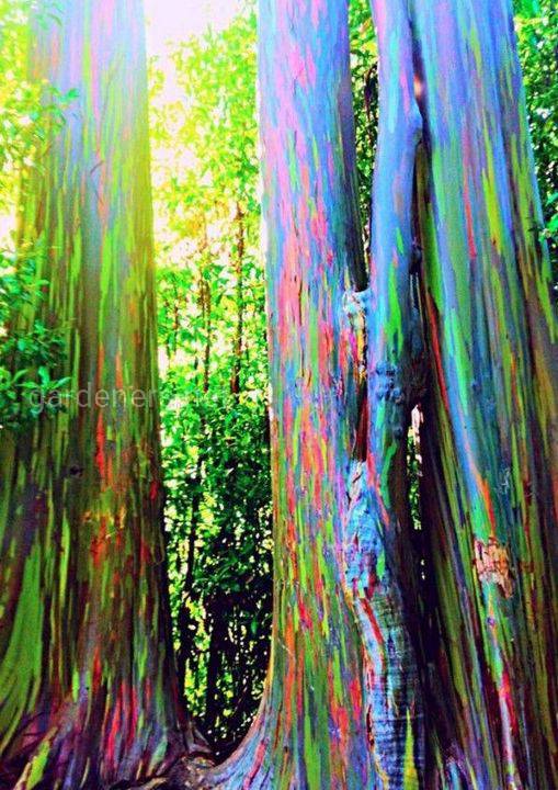 Радужный эвкалипт, самое красочное дерево в мире!