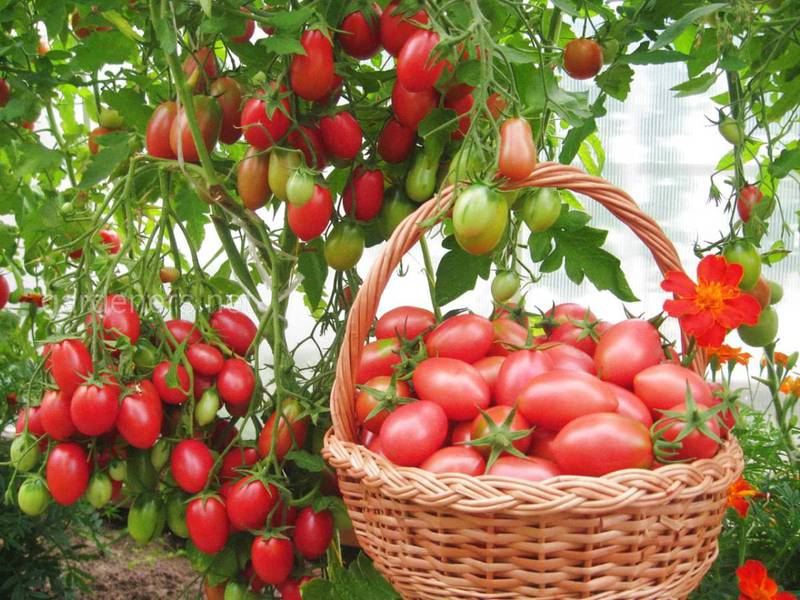 Топ-10 цікавих фактів про томати