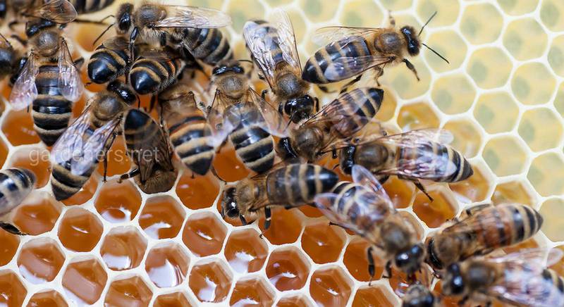 Пчелы могут производить цветной мед
