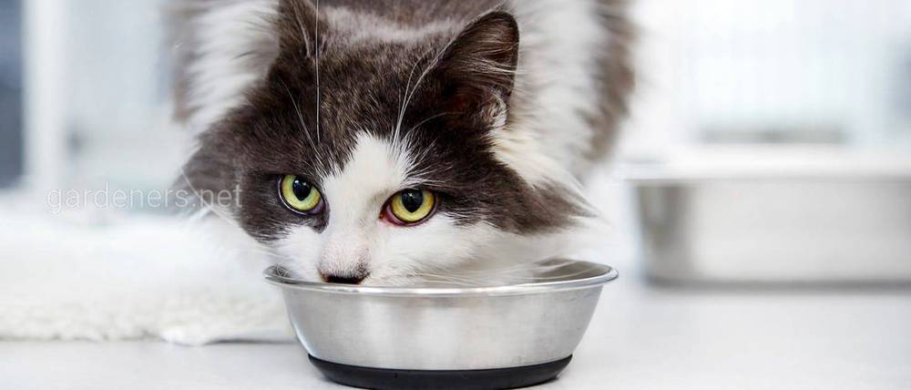 Питание кошки после операции