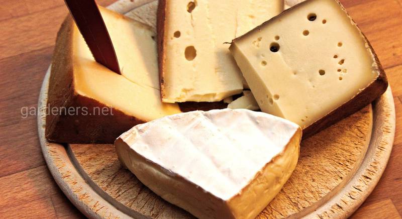 Как приготовить сыр в домашних условиях