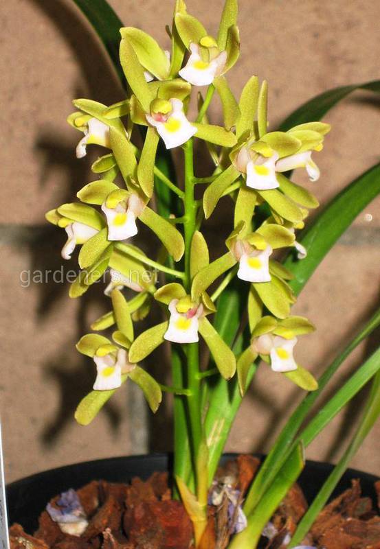 Орхидея цимбидиум