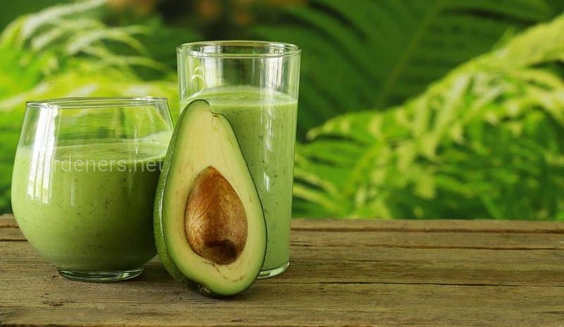 ТОП-11 корисних властивостей авокадо для вашого здоров'я