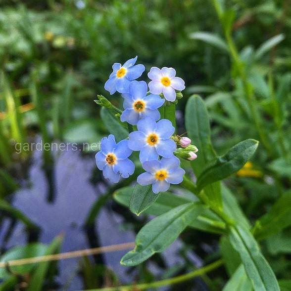 Myosotis palustris