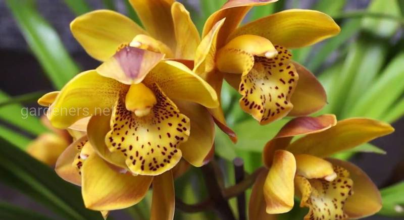 Орхідея цимбідіум: догляд за царственою персоною