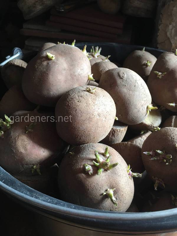 Как подготовить клубни картофеля для прорастания и посадки?