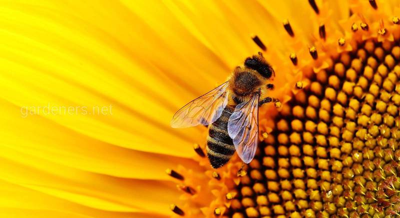 Лучшие растения медоносы для ваших пчел 