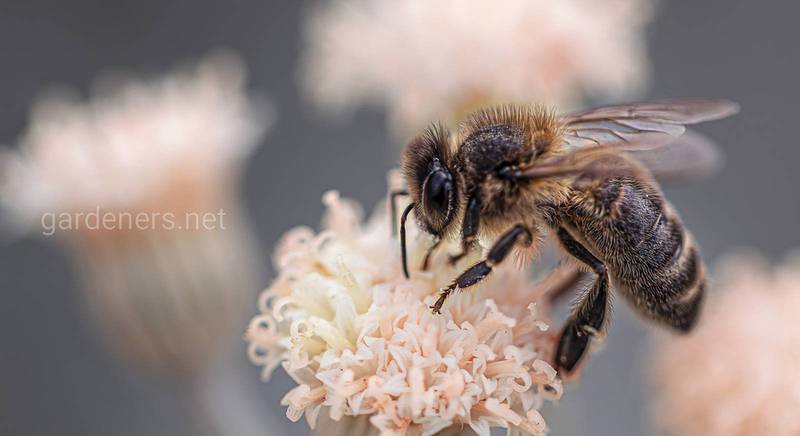 Что такое медвяная роса и как ее собирают пчелы