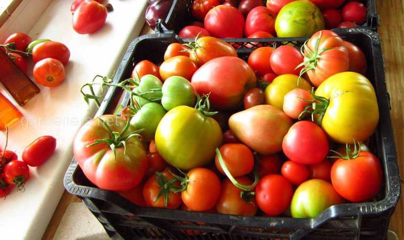 Почему внутри томатов белая и жесткая сердцевина