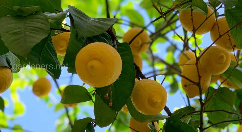 Лимон Citrus Limon семейство рутовые Rutaceae