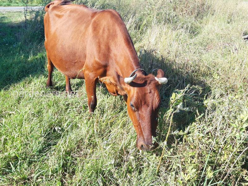 Какие аномалии у крупного рогатого скота может вызвать дефицит витаминов и минералов?