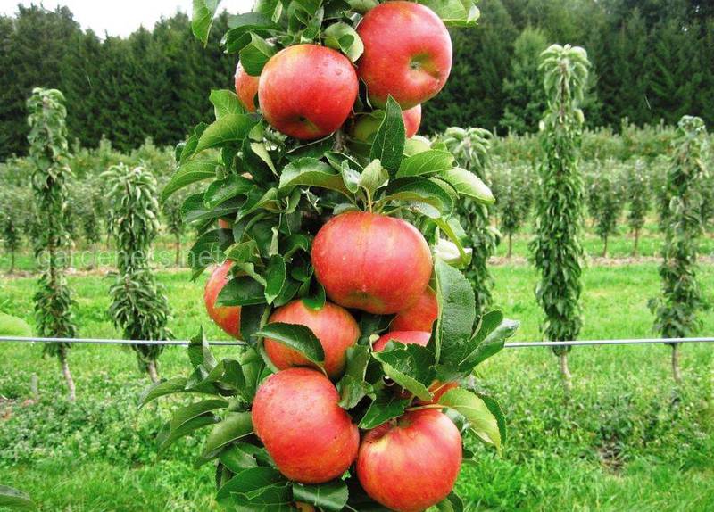 Які рослини є добрими сусідами для яблуні?