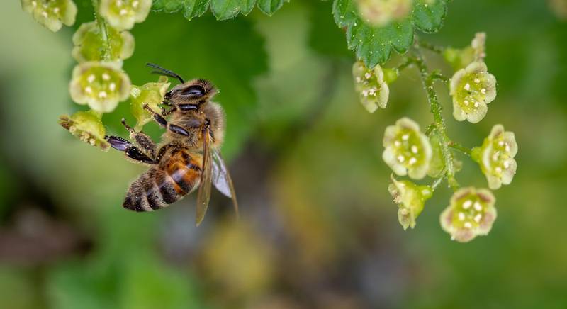 Бджоло- та джмелезапилення: яким тепличним культурам воно потрібне і як відбувається