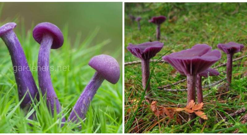 Аметистовый обманщик - Laccaria amethystina - необычно привлекательный съедобный гриб, который может оказаться опасным