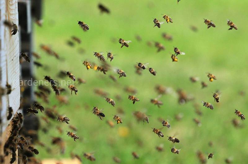 Як залучити бджіл та інших запилювачів?