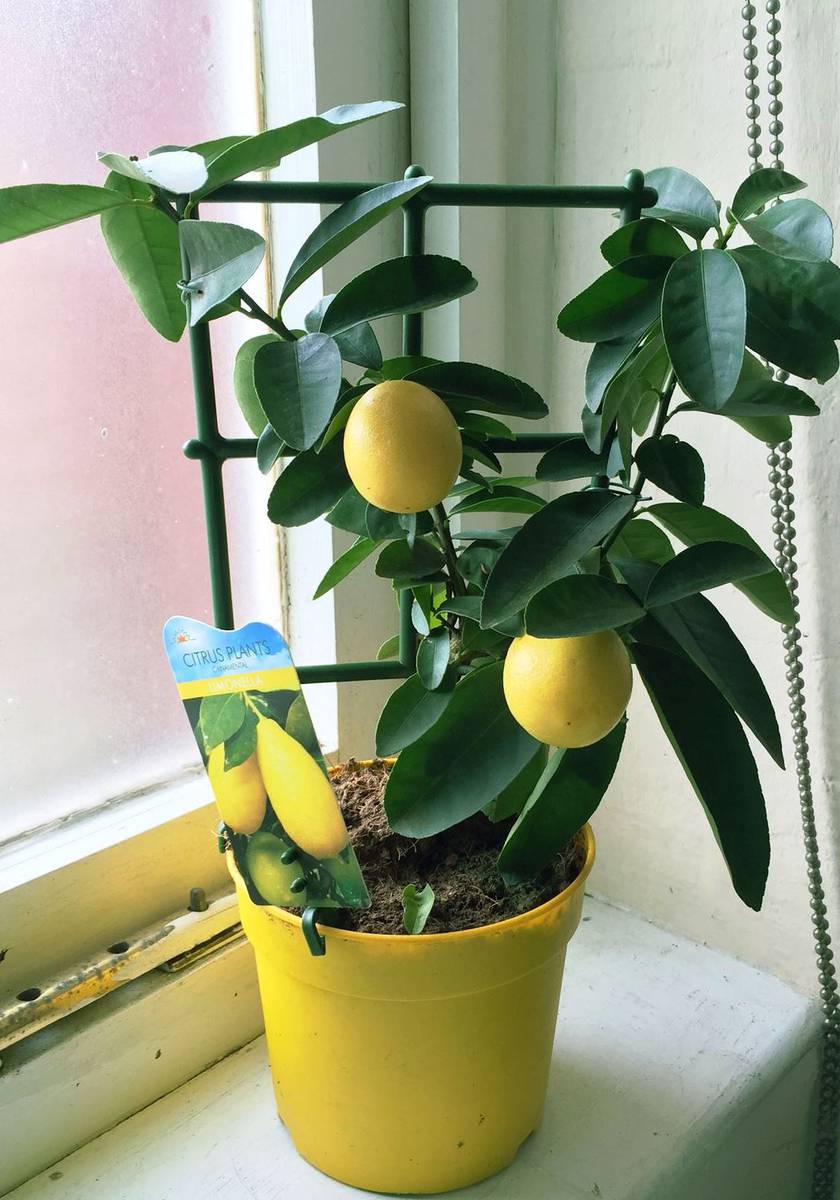 лимон комнатный