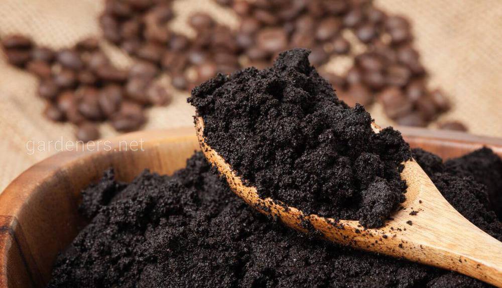 Спитый кофе нормализует кислотность почвы