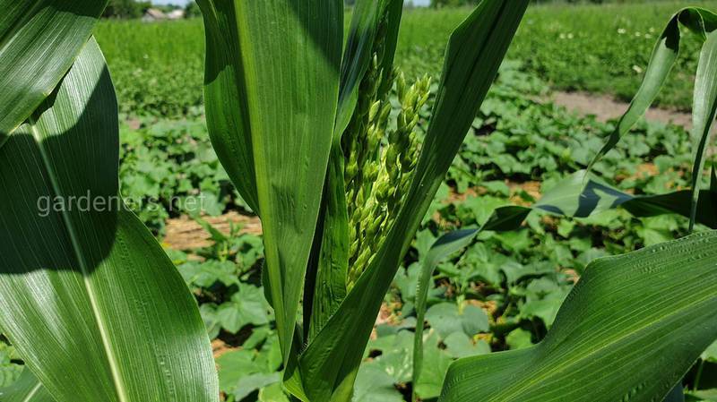 Органическая кукуруза - удобрения и обработка почвы