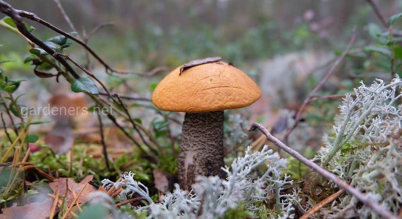 Факти при гриби, які ви не знали 