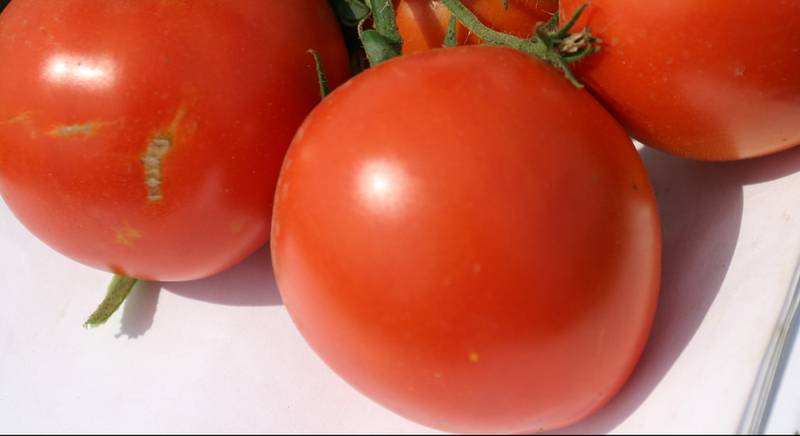 ТОП 10 сортів високорослих ранніх томатів
