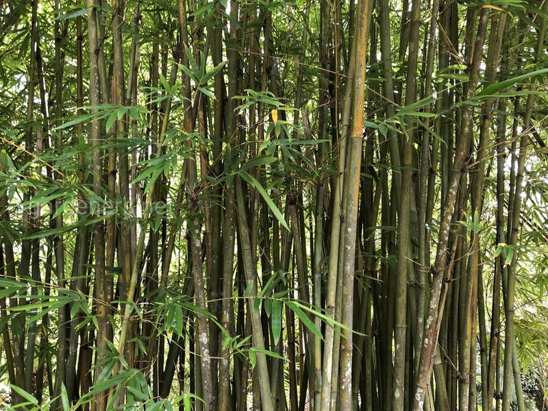 Бамбук обыкновенный
