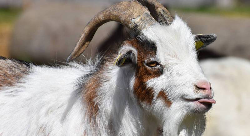 Постройка сарая для коз своими руками: основные требования и советы по зонированию пространства