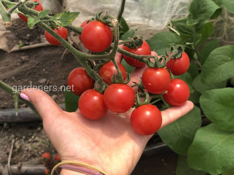 Какие условия необходимы для выращивания помидоров черри?