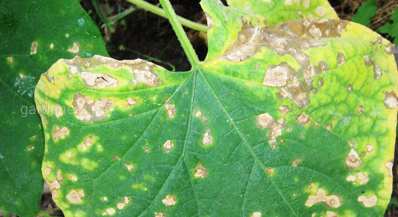Хворобливі плями на листі огірків.  Як з ними впоратися?