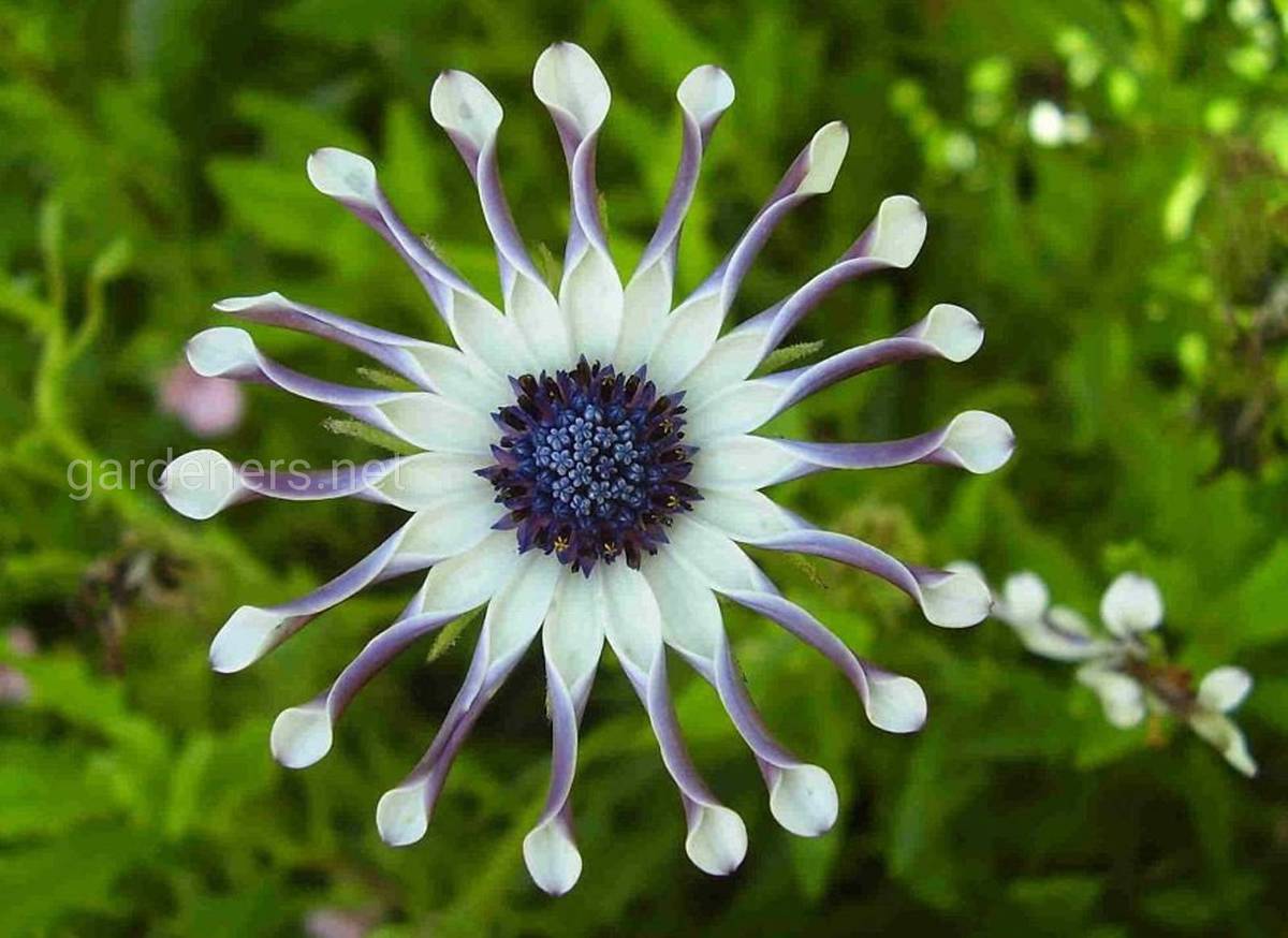 Цветок Остеоспермум