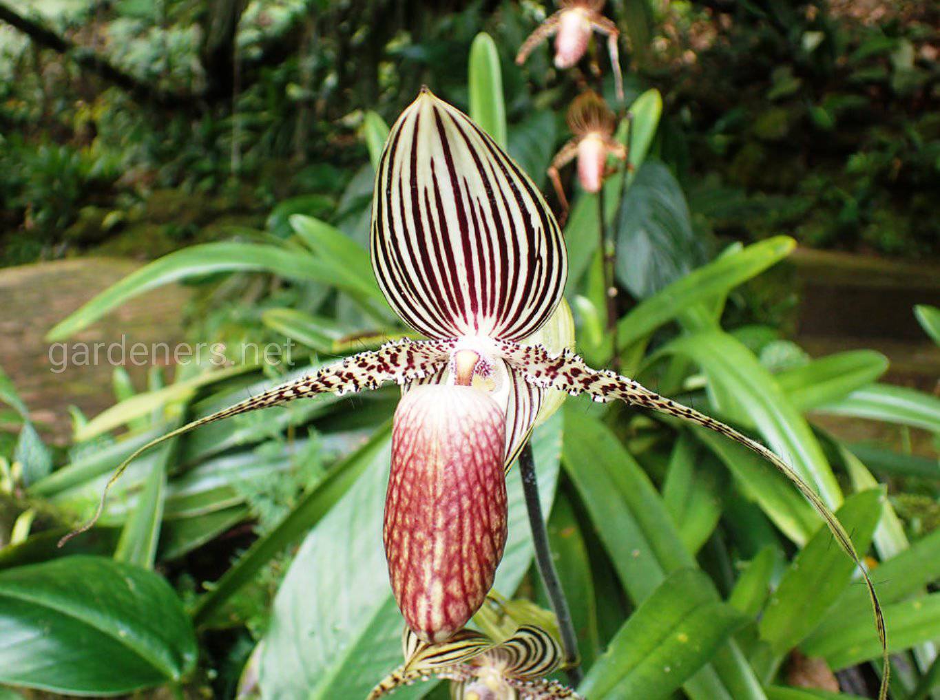 Золото кинабалу. Орхидея Ротшильда Paphiopedilum. Башмачок Ротшильда Орхидея. Орхидея золото Кинабалу. Цветок Пафиопедилум Ротшильда.