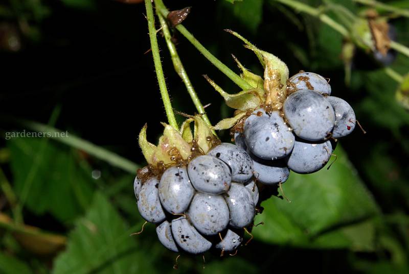 Ежевика сизая