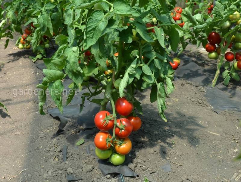 Як впливають на томати рослини, які ростуть поруч?