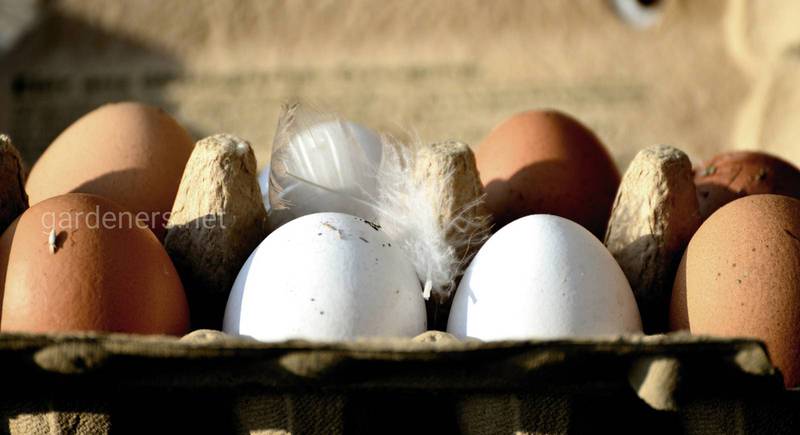 Користь яєчної шкаралупи: навіщо її збирати і як використовувати
