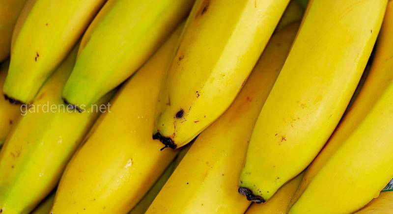 Топ-10 рецептів смузі з бананом