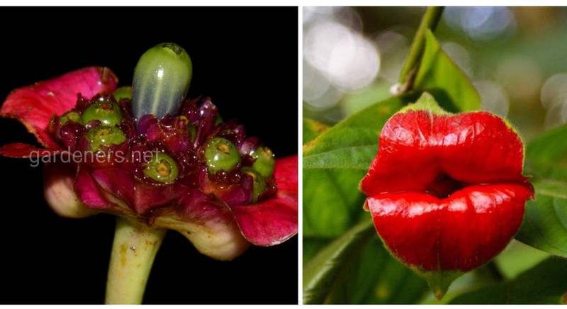Цветок "губы путаны" - обожаемое растение влюбленных и желающих исцеления