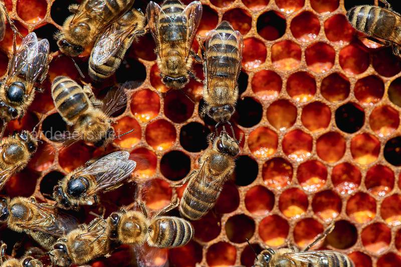 Що за хвороба американський бджолиний гнілець? Як діагностувати?