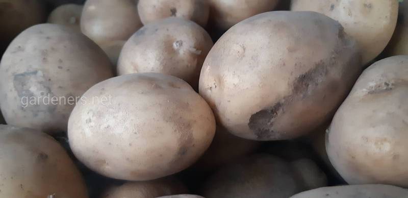Як зберігати картоплю без застосування хімічних препаратів влітку та взимку?