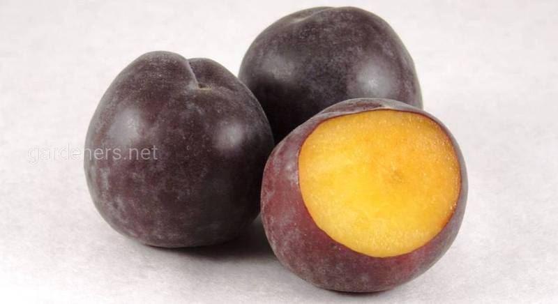 Шлор Циран: загадочный черный абрикос. Описание сорта и правила выращивания на участке