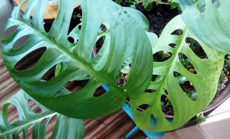 Монстера деликатесная 