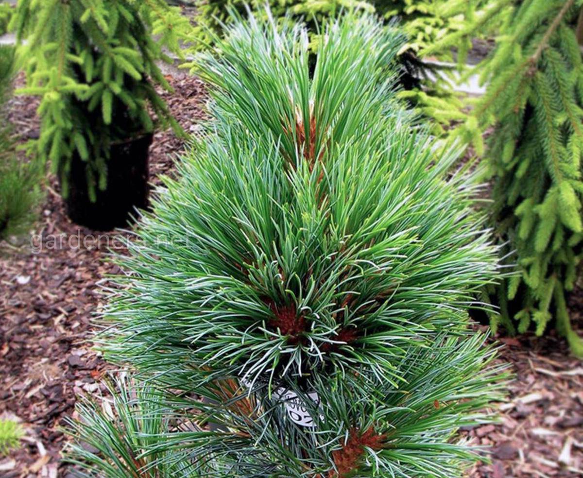 Тип хвойные. Сосна́ Сиби́рская Кедро́вая (Pínus sibírica). Pinus Cembra 'compacta glauca'. Сосна Кедровая Глаука. Сосна Кедровая (Pinus Cembra "glauca compacta")*.
