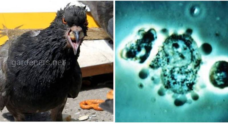 Орнітоз - інфекційне захворювання, що передається від свійських, декоративних, домашніх та синантропних птахів