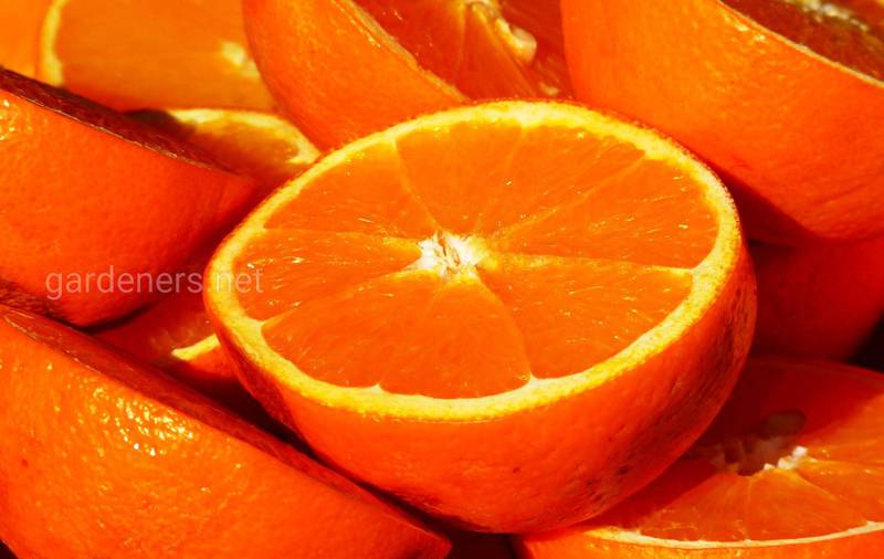 Солнечная настойка на апельсинах