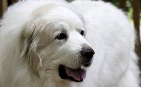 Великий піренейський собака