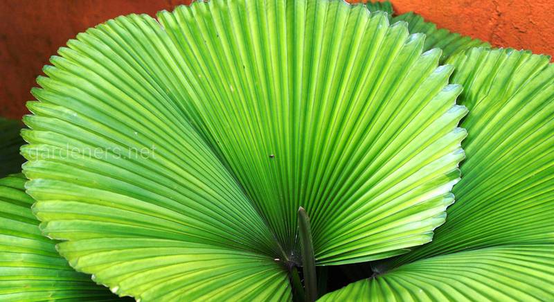 Пальма ликуала – разнообразие видов