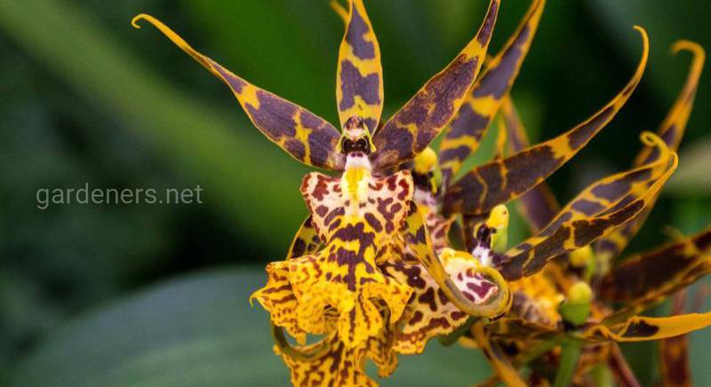 Советы по выращиванию необычного вида - орхидеи Брассии