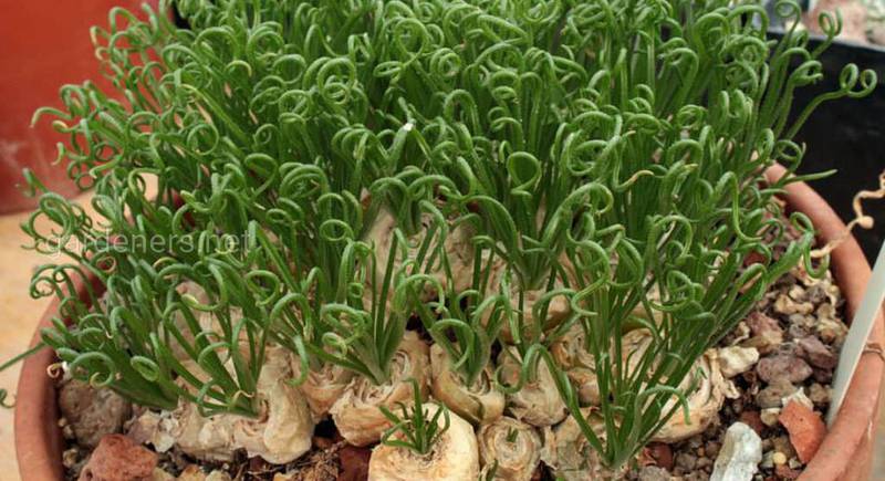 Альбука: правила вирощування і догляд за екзотичною цибулинною рослиною